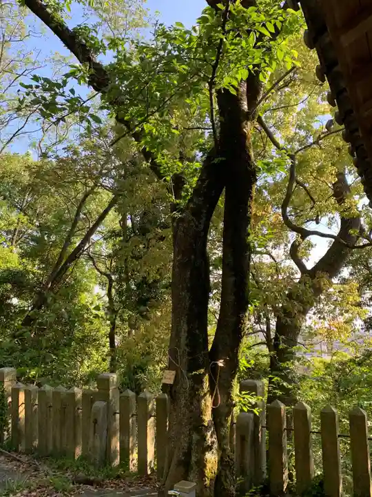加茂神社の自然