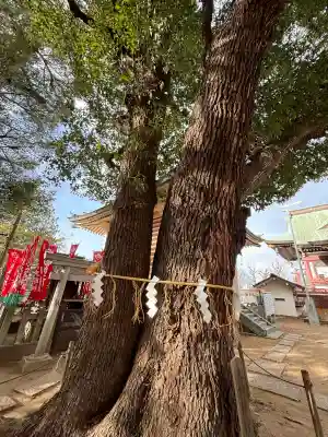 諏訪神社の{uncategorized: "未分類", other: "その他", undefined: "問題あり", building: "その他建物", grave: "お墓", sacred_gate: "鳥居", guardian: "狛犬", statue: "像", buddha: "仏像", history: "歴史", nature: "自然", garden: "庭園", animal: "動物", pagoda: "塔", temizu: "手水舎", mountain_gate: "山門・神門", sanctuary: "本殿・本堂", subordinate: "末社・摂社", art: "芸術", scenery: "景色", jizo: "地蔵", ema: "絵馬", goshuin: "御朱印", omikuji: "おみくじ", items: "授与品その他", amulet: "お守り", goshuincho: "御朱印帳", eats: "食事", festival: "お祭り", votive_dance: "神楽", shichigosan: "七五三参", wedding: "結婚式", experience: "体験その他", initially: "初詣", around: "周辺", anti_infection: "感染症対策"}