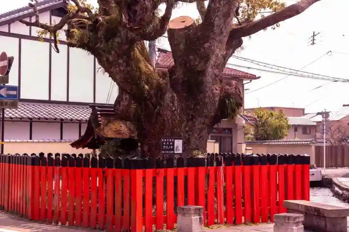 藤木社(賀茂別雷神社末社)(京都府)
