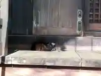 桐ヶ谷氷川神社の動物