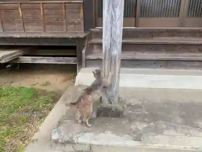 大圓院の動物
