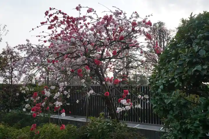 鳩ヶ谷氷川神社の自然