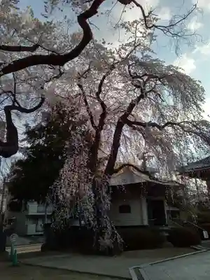栽松院(宮城県)