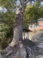 宮原神社の自然