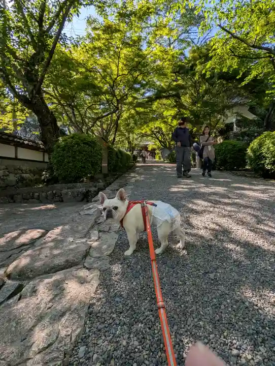 西教寺の{uncategorized: "未分類", other: "その他", undefined: "問題あり", building: "その他建物", grave: "お墓", sacred_gate: "鳥居", guardian: "狛犬", statue: "像", buddha: "仏像", history: "歴史", nature: "自然", garden: "庭園", animal: "動物", pagoda: "塔", temizu: "手水舎", mountain_gate: "山門・神門", sanctuary: "本殿・本堂", subordinate: "末社・摂社", art: "芸術", scenery: "景色", jizo: "地蔵", ema: "絵馬", goshuin: "御朱印", omikuji: "おみくじ", items: "授与品その他", amulet: "お守り", goshuincho: "御朱印帳", eats: "食事", festival: "お祭り", votive_dance: "神楽", shichigosan: "七五三参", wedding: "結婚式", experience: "体験その他", initially: "初詣", around: "周辺", anti_infection: "感染症対策"}