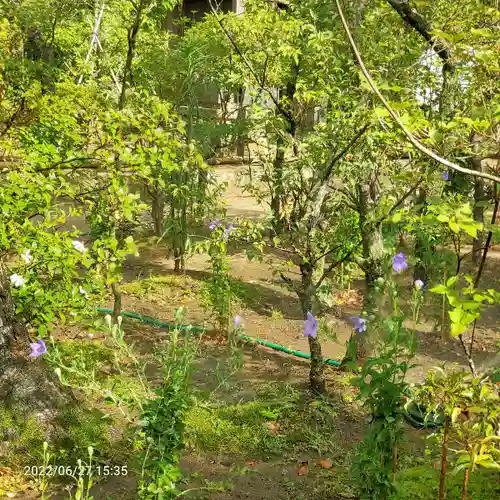 白幡天神社の自然