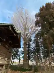 大輪神社の自然