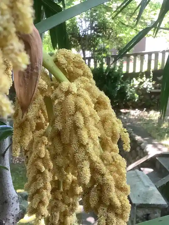 若宮神明社の自然