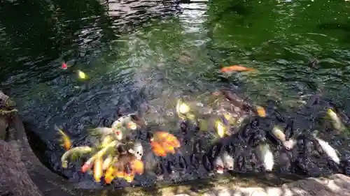 愛宕神社の動物