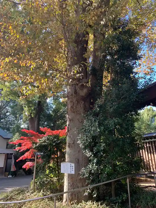 阿佐ヶ谷神明宮の自然