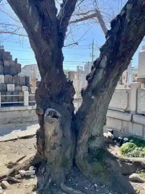 妙典寺の{uncategorized: "未分類", other: "その他", undefined: "問題あり", building: "その他建物", grave: "お墓", sacred_gate: "鳥居", guardian: "狛犬", statue: "像", buddha: "仏像", history: "歴史", nature: "自然", garden: "庭園", animal: "動物", pagoda: "塔", temizu: "手水舎", mountain_gate: "山門・神門", sanctuary: "本殿・本堂", subordinate: "末社・摂社", art: "芸術", scenery: "景色", jizo: "地蔵", ema: "絵馬", goshuin: "御朱印", omikuji: "おみくじ", items: "授与品その他", amulet: "お守り", goshuincho: "御朱印帳", eats: "食事", festival: "お祭り", votive_dance: "神楽", shichigosan: "七五三参", wedding: "結婚式", experience: "体験その他", initially: "初詣", around: "周辺", anti_infection: "感染症対策"}