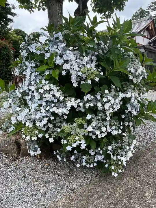 吉祥寺(埼玉県)