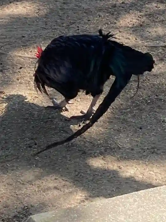 玉祖神社の動物
