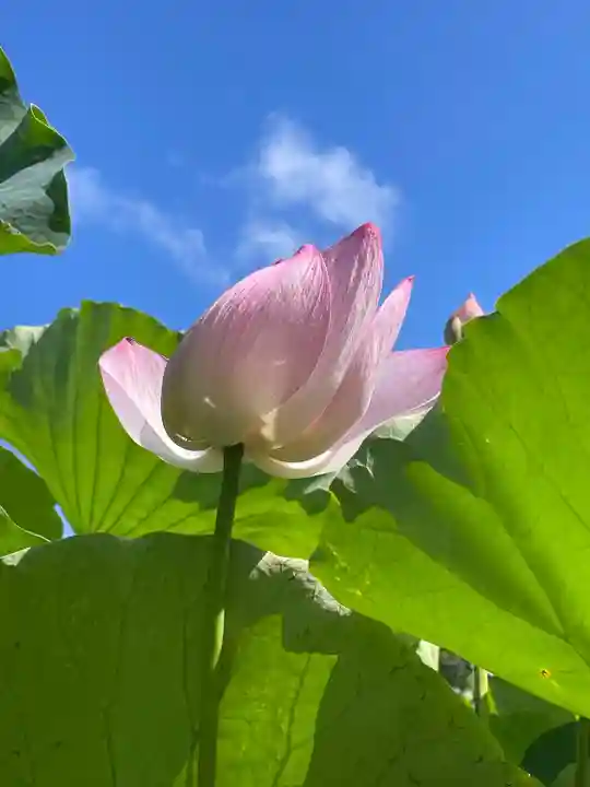 白山神社(新潟県)