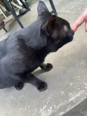 間々田八幡宮の動物