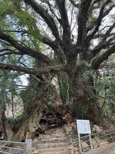 大山祇神社(愛媛県)