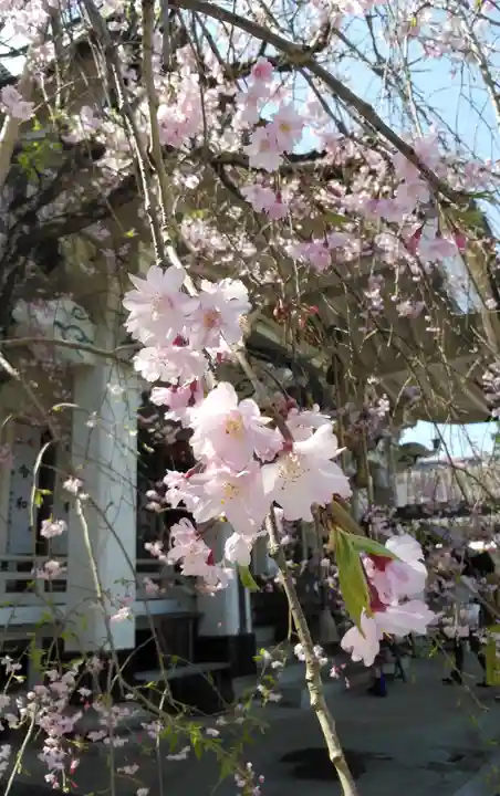武雄神社の自然