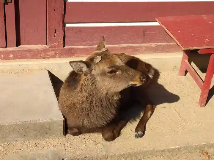 荒胡子神社(広島県)
