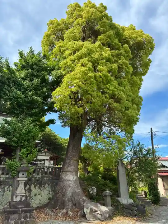 素鵞神社の{uncategorized: "未分類", other: "その他", undefined: "問題あり", building: "その他建物", grave: "お墓", sacred_gate: "鳥居", guardian: "狛犬", statue: "像", buddha: "仏像", history: "歴史", nature: "自然", garden: "庭園", animal: "動物", pagoda: "塔", temizu: "手水舎", mountain_gate: "山門・神門", sanctuary: "本殿・本堂", subordinate: "末社・摂社", art: "芸術", scenery: "景色", jizo: "地蔵", ema: "絵馬", goshuin: "御朱印", omikuji: "おみくじ", items: "授与品その他", amulet: "お守り", goshuincho: "御朱印帳", eats: "食事", festival: "お祭り", votive_dance: "神楽", shichigosan: "七五三参", wedding: "結婚式", experience: "体験その他", initially: "初詣", around: "周辺", anti_infection: "感染症対策"}