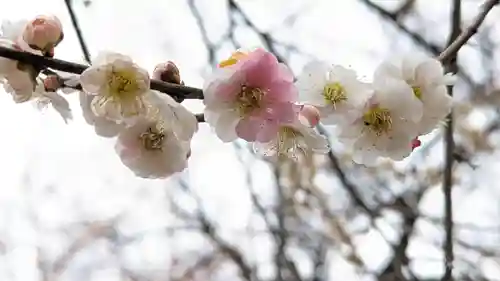 北野天満宮(京都府)