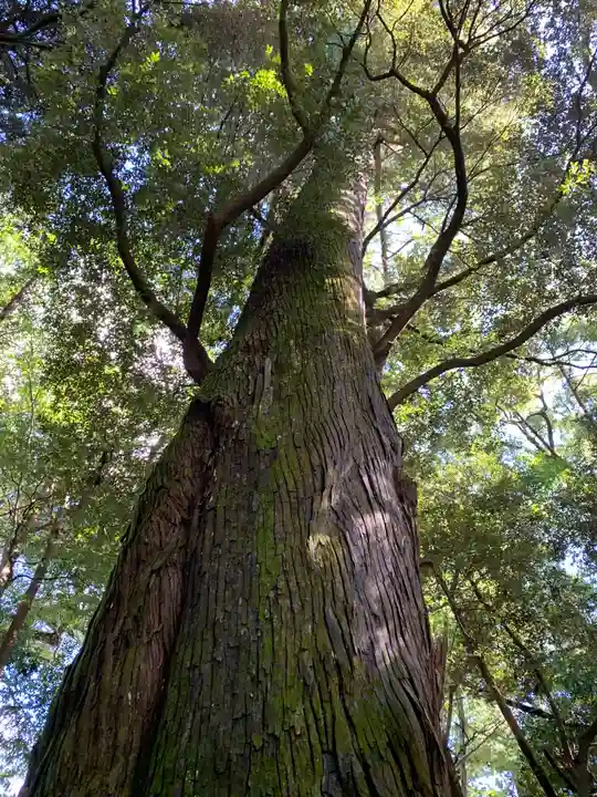 伊勢神宮内宮(皇大神宮)の自然