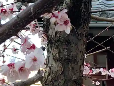 佐賀稲荷神社の自然