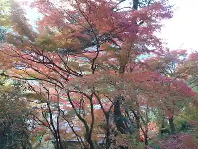 太皷谷稲成神社(島根県)