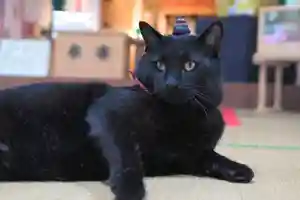 高司神社〜むすびの神の鎮まる社〜の動物(2022年10月24日(月) 14時05分26秒投稿)