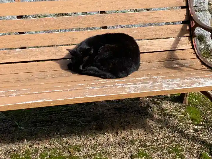 千光寺の{uncategorized: "未分類", other: "その他", undefined: "問題あり", building: "その他建物", grave: "お墓", sacred_gate: "鳥居", guardian: "狛犬", statue: "像", buddha: "仏像", history: "歴史", nature: "自然", garden: "庭園", animal: "動物", pagoda: "塔", temizu: "手水舎", mountain_gate: "山門・神門", sanctuary: "本殿・本堂", subordinate: "末社・摂社", art: "芸術", scenery: "景色", jizo: "地蔵", ema: "絵馬", goshuin: "御朱印", omikuji: "おみくじ", items: "授与品その他", amulet: "お守り", goshuincho: "御朱印帳", eats: "食事", festival: "お祭り", votive_dance: "神楽", shichigosan: "七五三参", wedding: "結婚式", experience: "体験その他", initially: "初詣", around: "周辺", anti_infection: "感染症対策"}