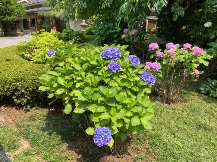日蓮宗 浄運寺の自然
