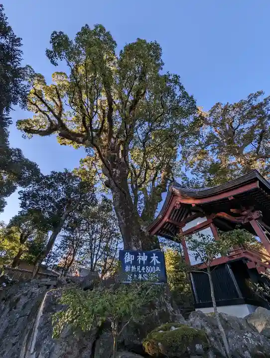 鹿児島神宮(鹿児島県)