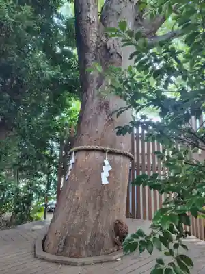 鎮守氷川神社の体験その他