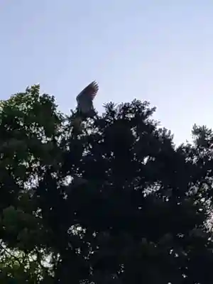 桑原神社の動物