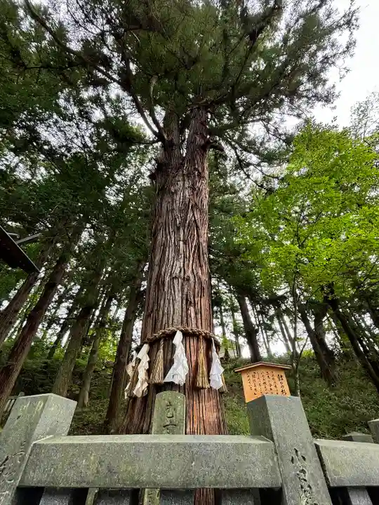 諏訪大社下社春宮の自然