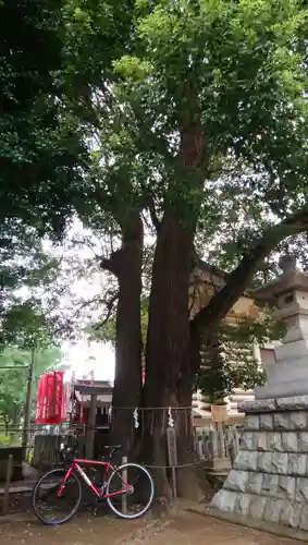 諏訪神社の自然