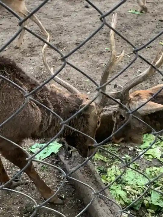 三嶋大社の動物