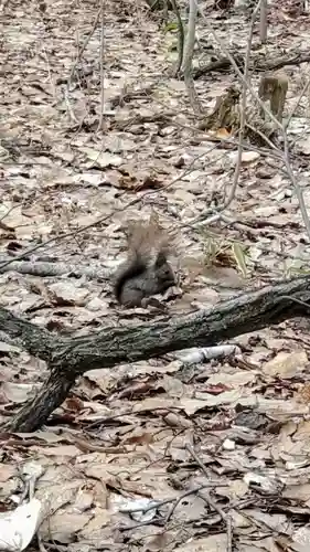 上川神社の動物