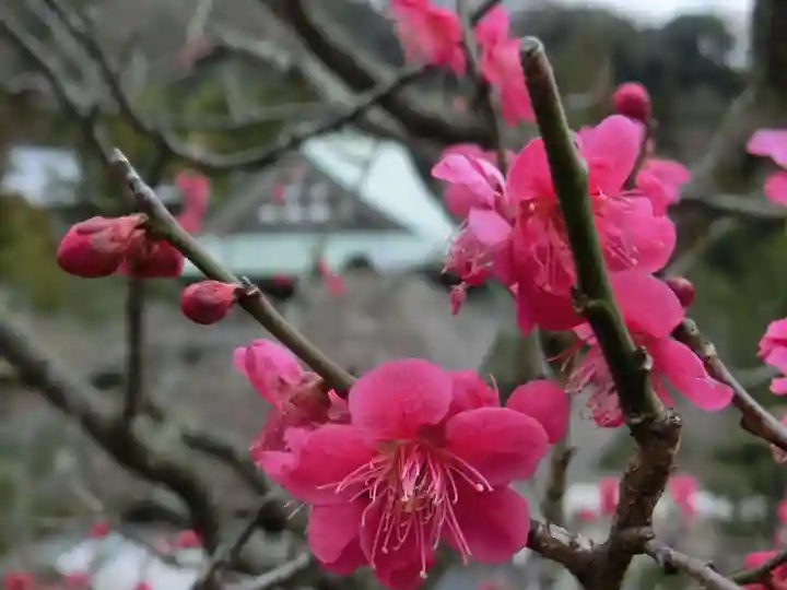 黄梅院(円覚寺塔頭)の自然