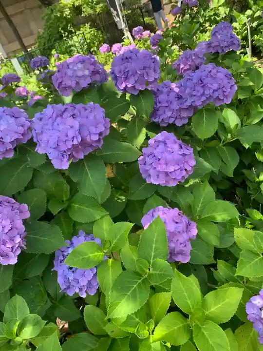 白山神社の自然