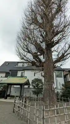 子安八幡神社(北糀谷)(東京都)
