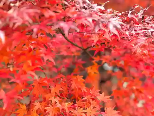 眞田神社の自然