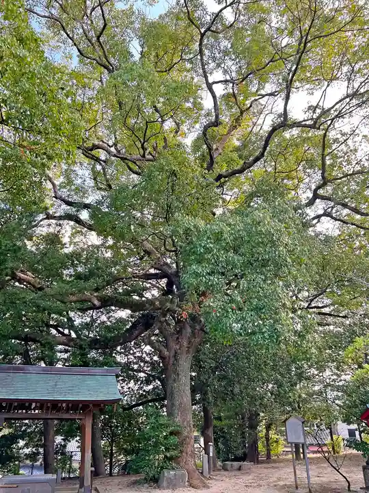 菊池神社(福岡県)