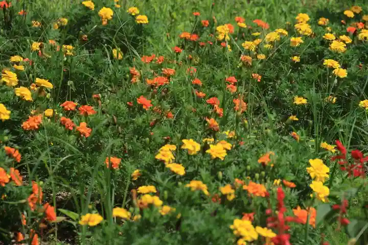 阿久津「田村神社」(郡山市阿久津町)旧社名:伊豆箱根三嶋三社の庭園