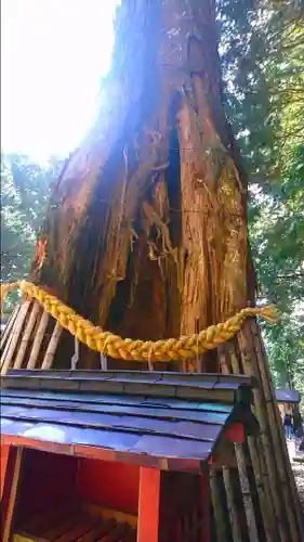 日光東照宮の自然