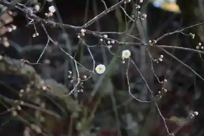 北口本宮冨士浅間神社(山梨県)