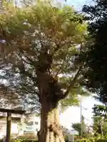 愛宕神社の自然