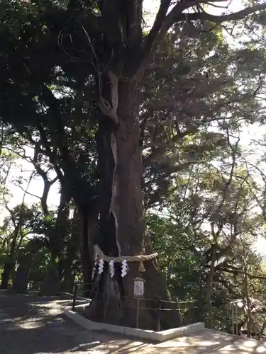 常陸國總社宮の自然