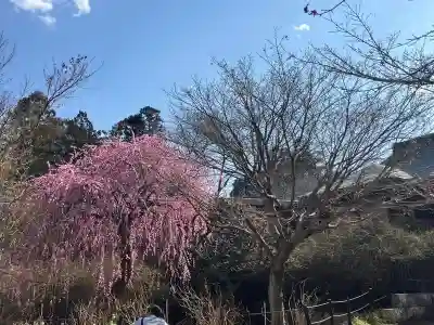 本土寺(千葉県)