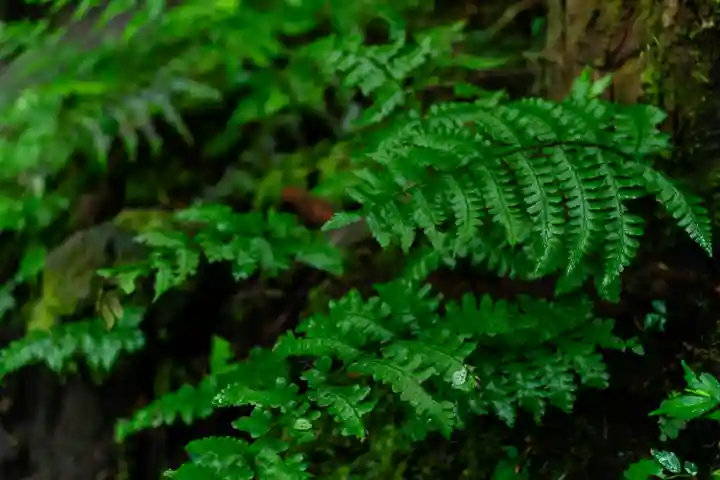 上色見熊野座神社(熊本県)