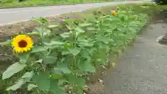 高司神社〜むすびの神の鎮まる社〜の自然